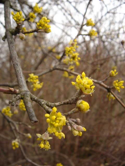 Cornus mas P2C P5